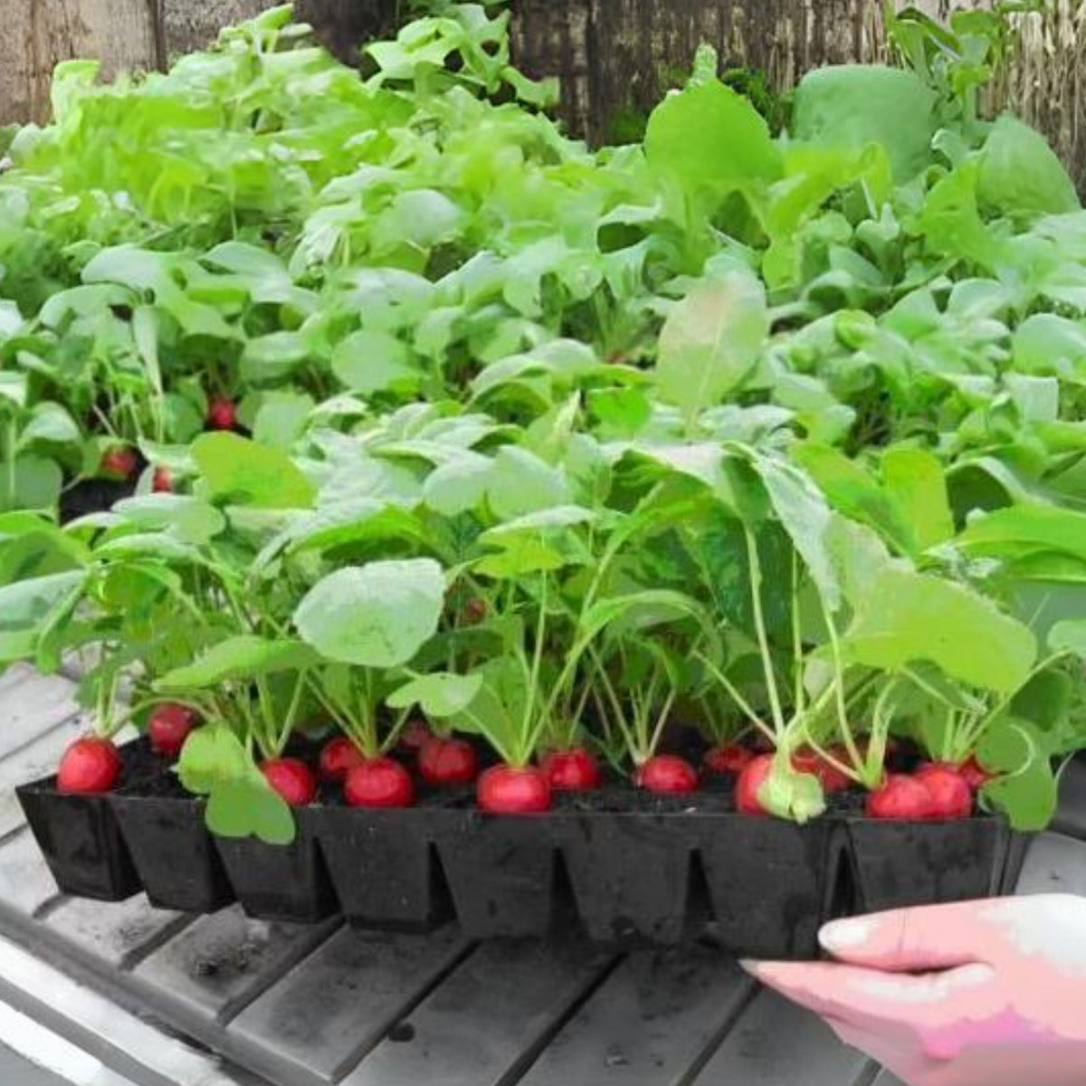 Red Crimson Giant Radish Seeds - Large Red Roots, 100+ seeds