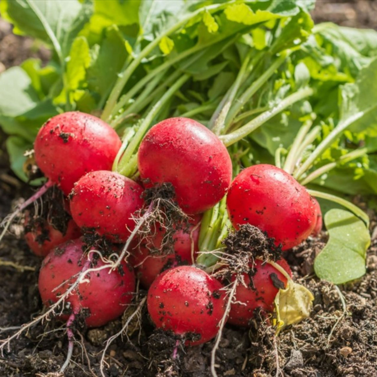 Red Crimson Giant Radish Seeds - Large Red Roots, 100+ seeds