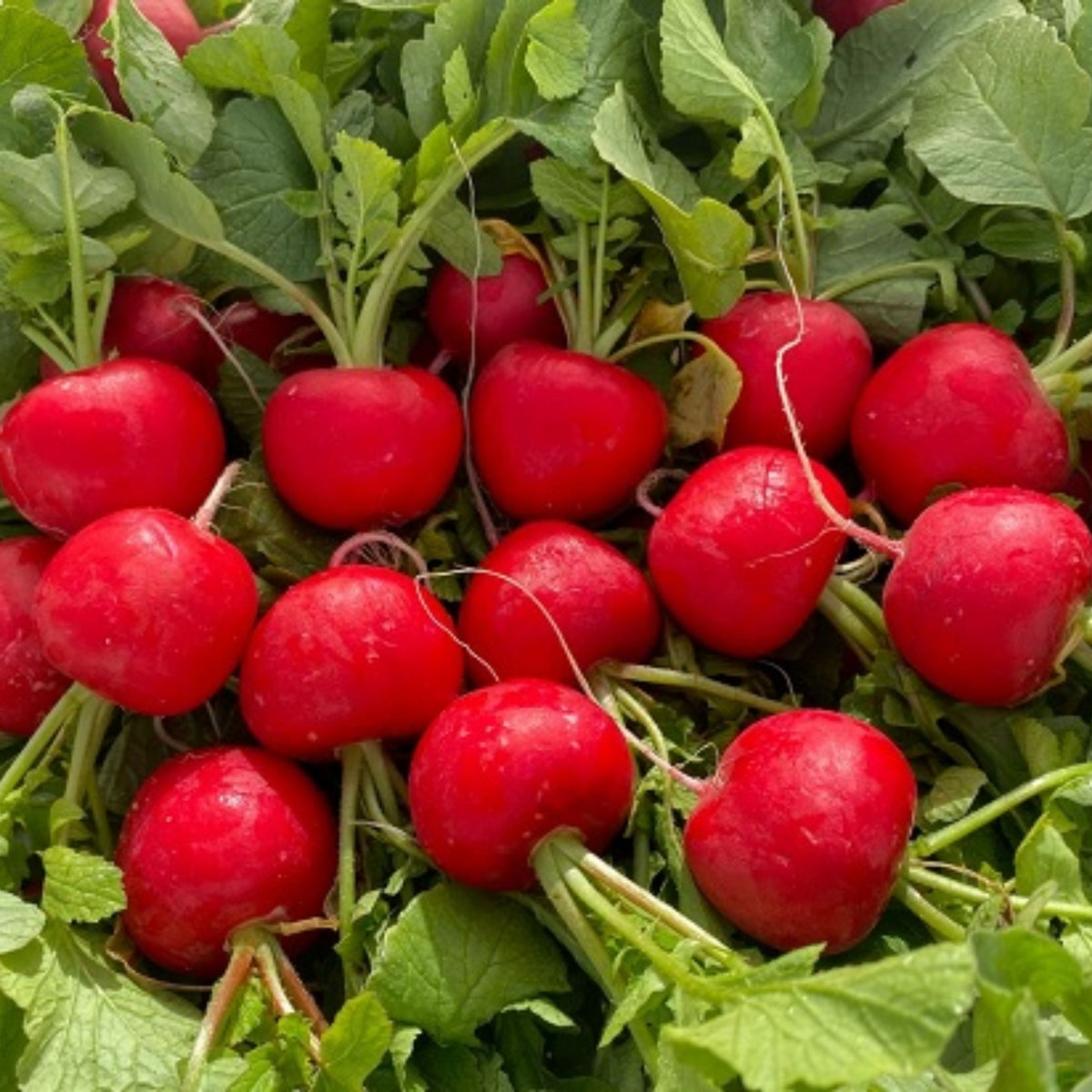 Red Crimson Giant Radish Seeds - Large Red Roots, 100+ seeds