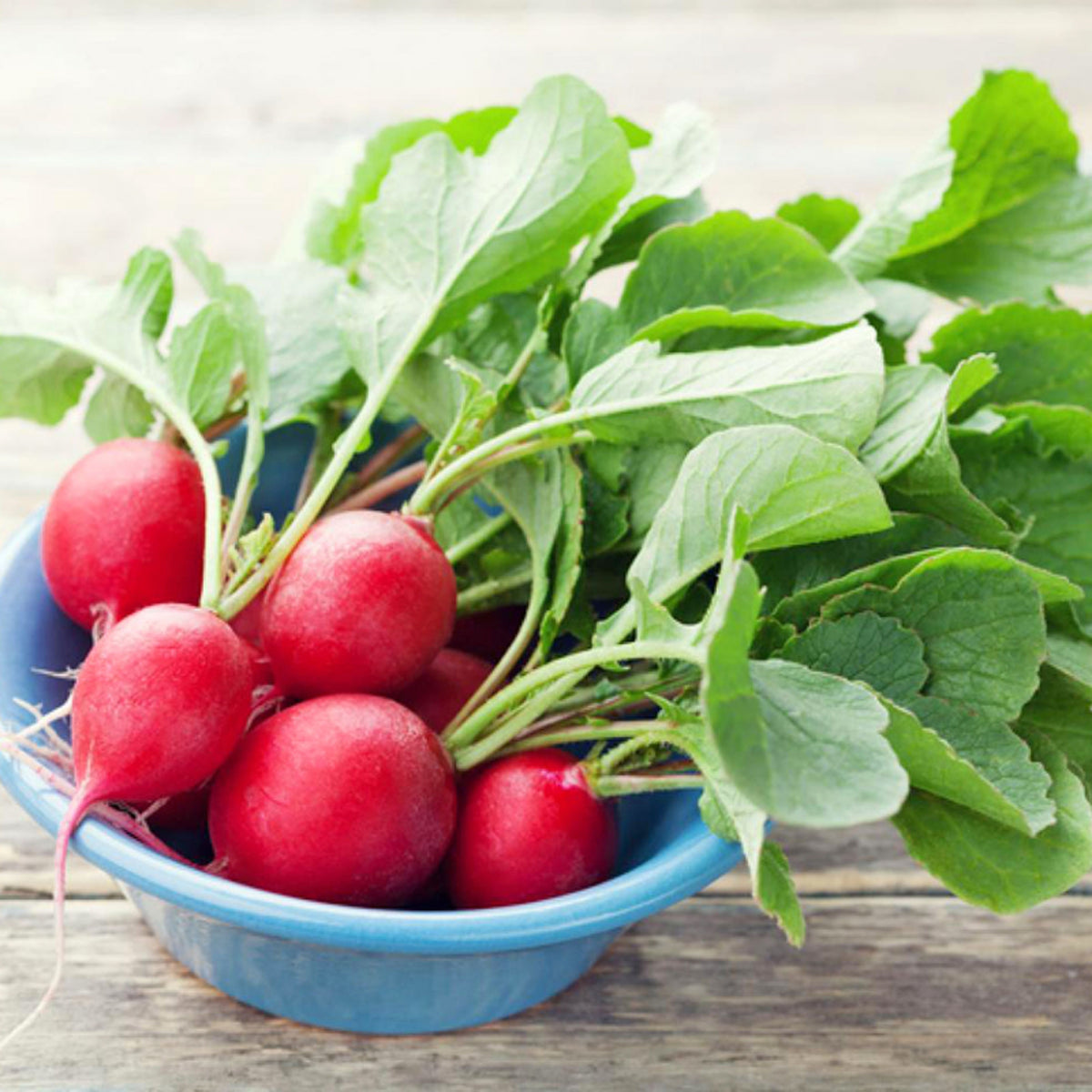 Red Crimson Giant Radish Seeds - Large Red Roots, 100+ seeds