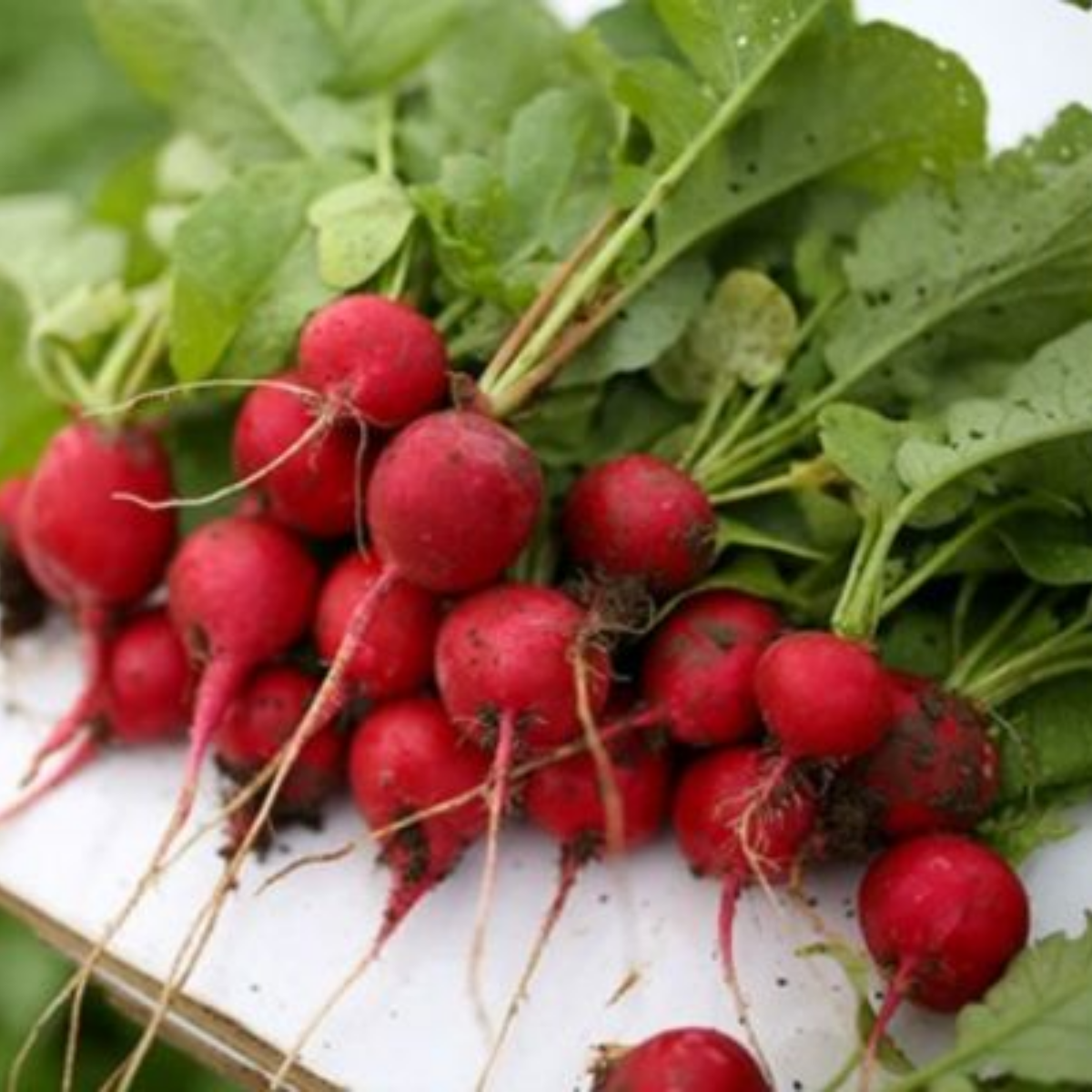 100+ Seeds| Red Crimson Giant Radish Seeds – Heirloom, Non-GMO, Large Red Roots, Mild Flavor, Crisp Texture, Easy to Grow, Quick Harvest Spring & Fall Garden Vegetable, Perfect for Salads, Pickling, and Fresh Eating#7020