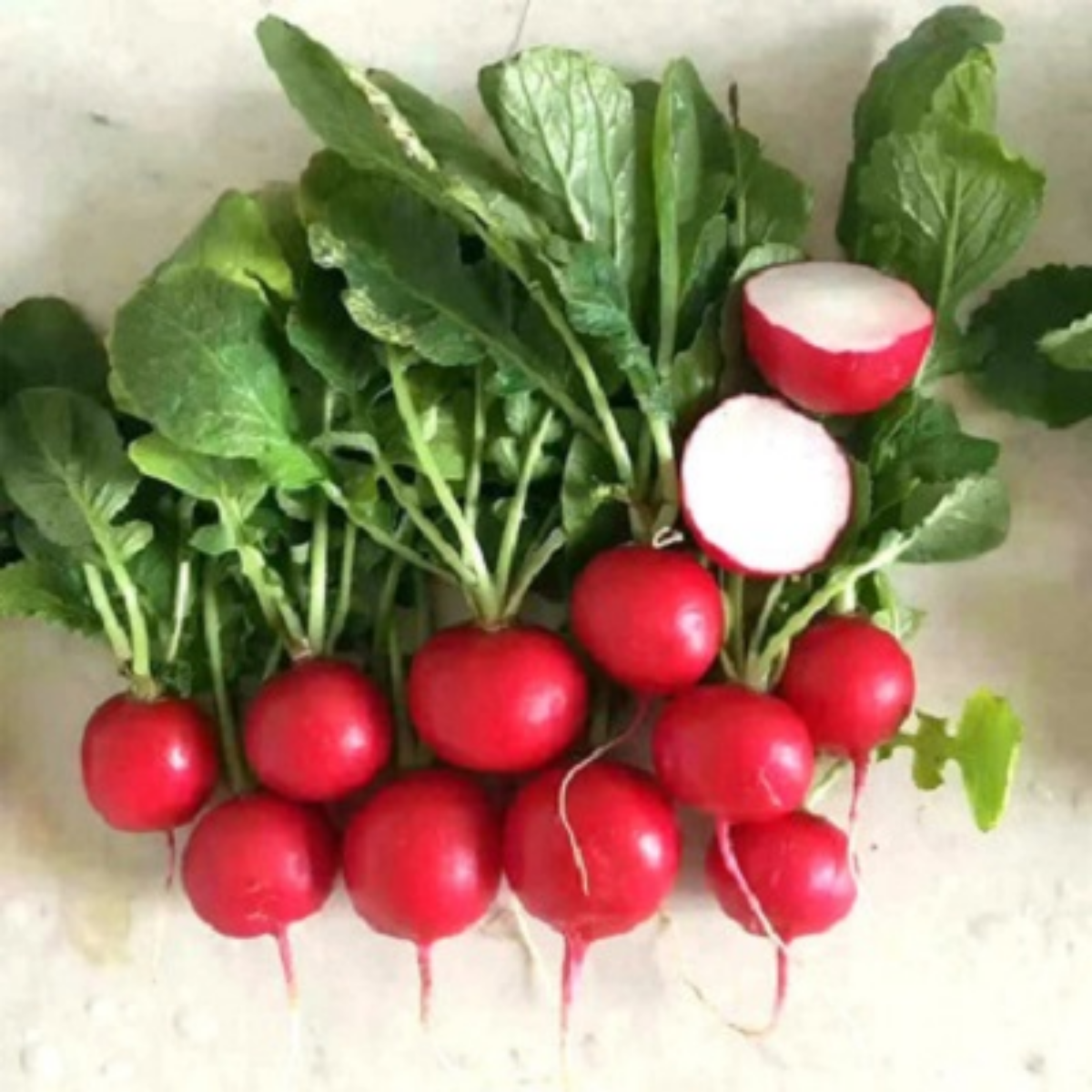 Red Crimson Giant Radish Seeds - Large Red Roots, 100+ seeds