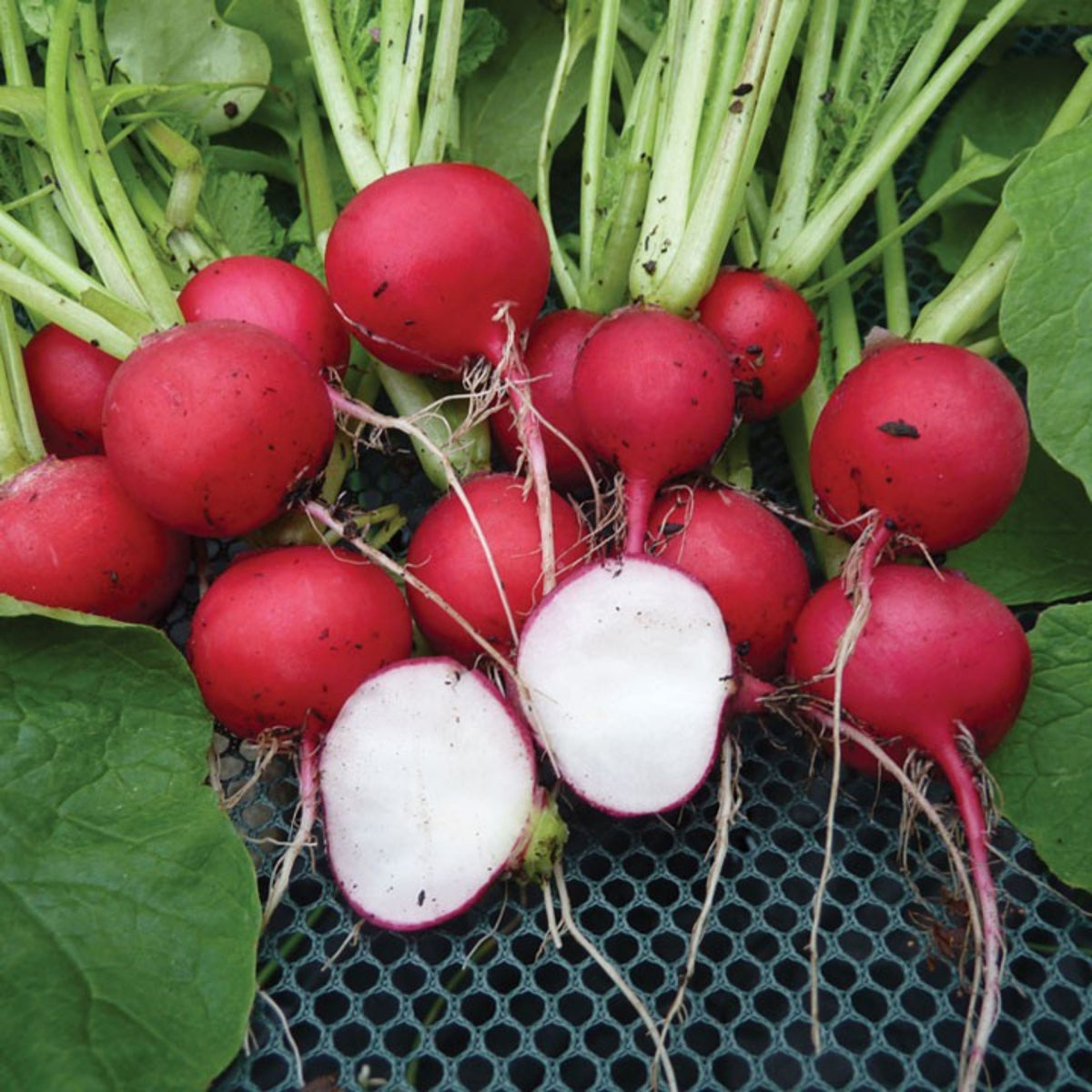 Red Crimson Giant Radish Seeds - Large Red Roots, 100+ seeds