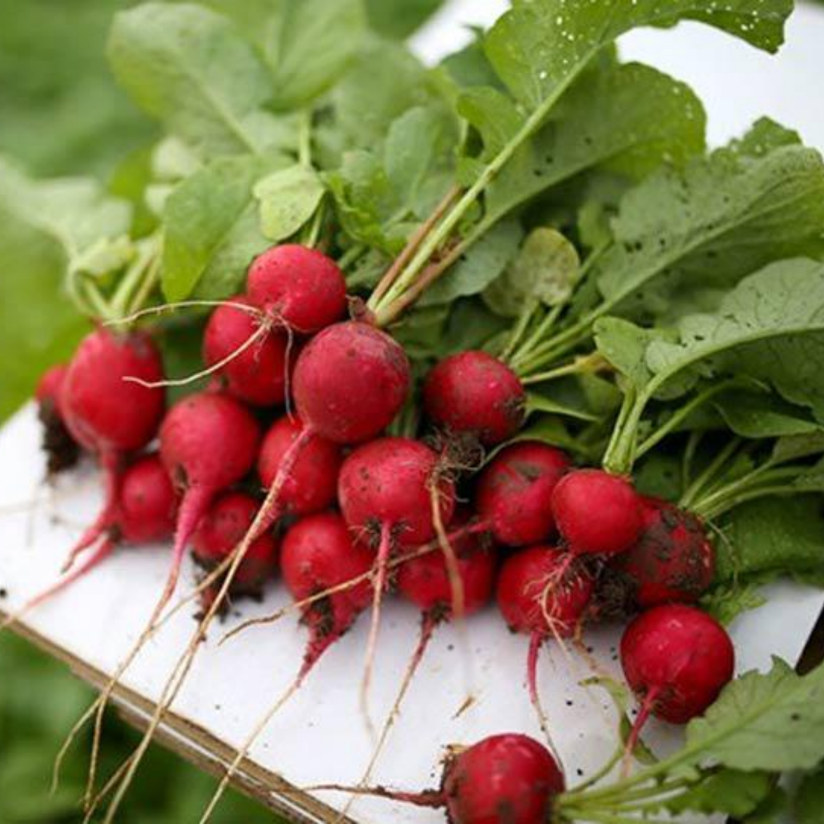 100+ Seeds| Red Crimson Giant Radish Seeds – Heirloom, Non-GMO, Large Red Roots, Mild Flavor, Crisp Texture, Easy to Grow, Quick Harvest Spring & Fall Garden Vegetable, Perfect for Salads, Pickling, and Fresh Eating#7020