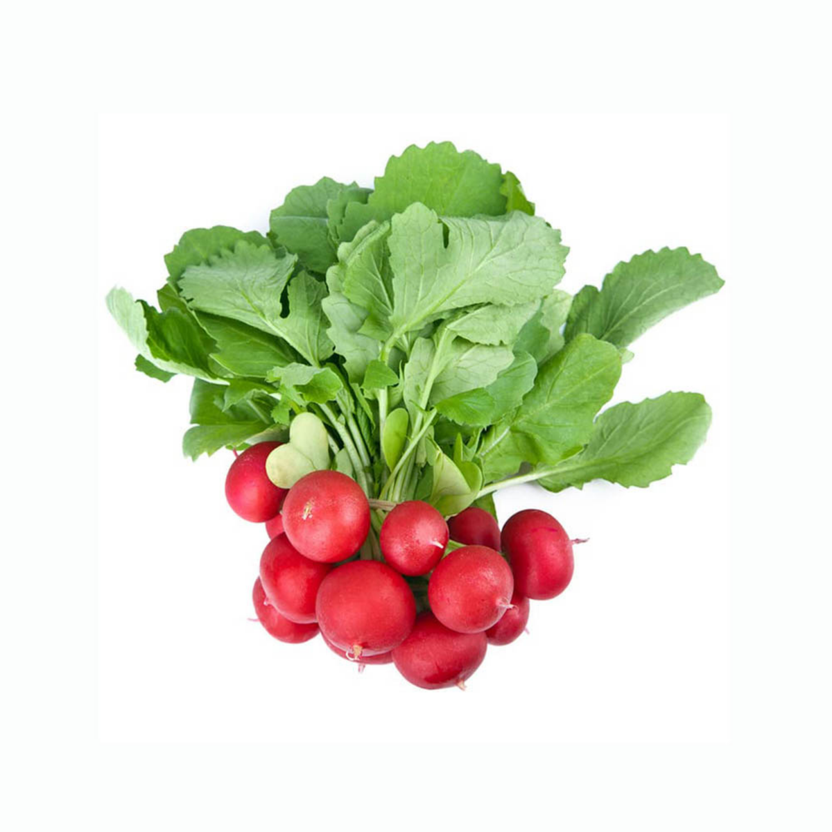 Red Crimson Giant Radish Seeds - Large Red Roots, 100+ seeds