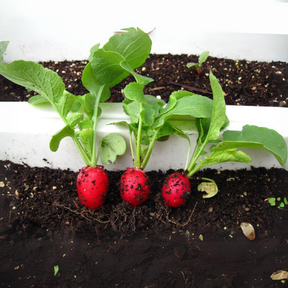Red Crimson Giant Radish Seeds - Large Red Roots, 100+ seeds