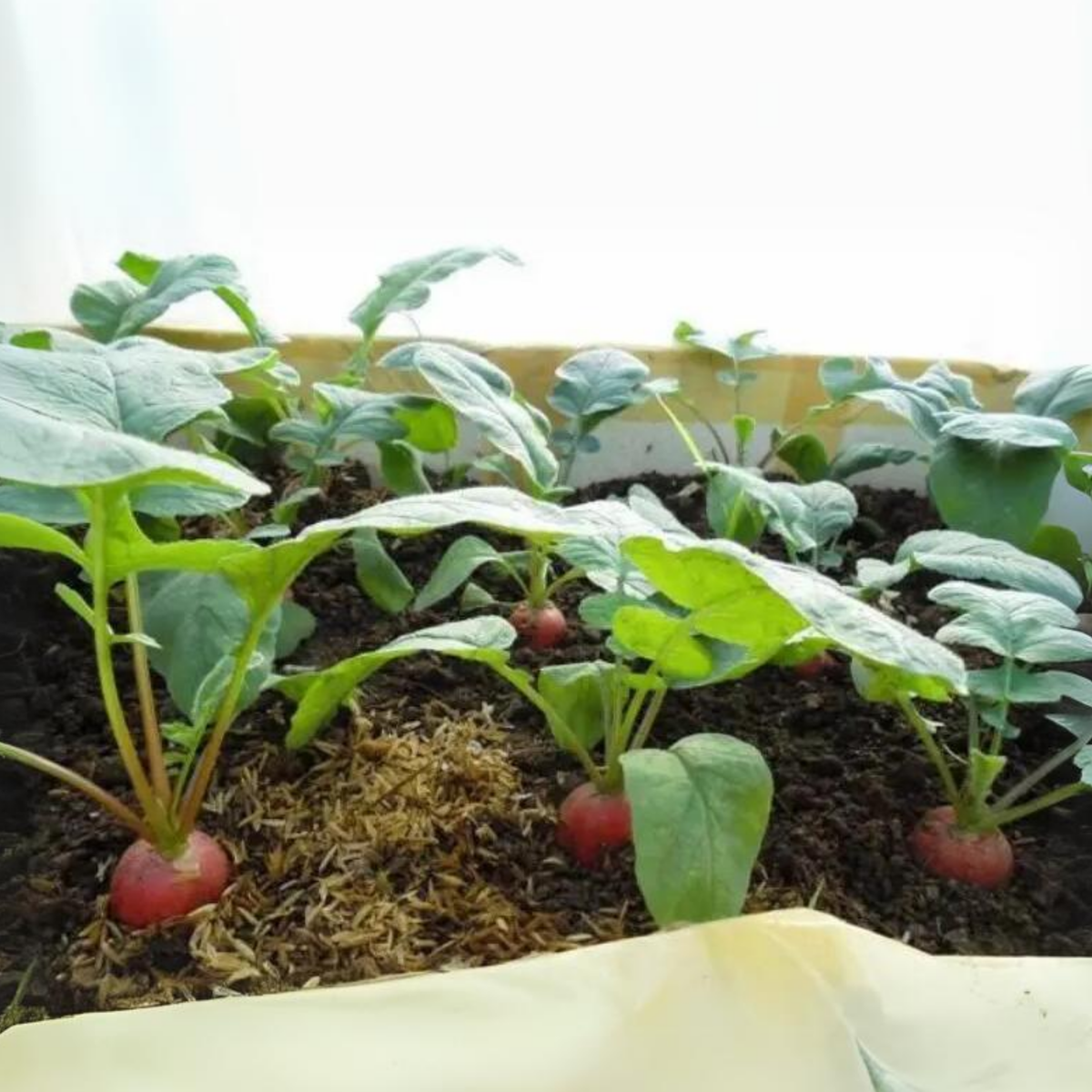 100+ Seeds| Red Crimson Giant Radish Seeds – Heirloom, Non-GMO, Large Red Roots, Mild Flavor, Crisp Texture, Easy to Grow, Quick Harvest Spring & Fall Garden Vegetable, Perfect for Salads, Pickling, and Fresh Eating#7020