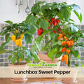 30 Seeds| Lunchbox Sweet Pepper Seeds - Heirloom – Non-GMO – Mini Size – Sweet Flavor – Crunchy – Easy to Grow – High Yield – Container Friendly – Garden to Table – Perfect for Snacking#7021