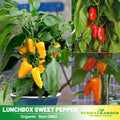 30 Seeds| Lunchbox Sweet Pepper Seeds - Heirloom – Non-GMO – Mini Size – Sweet Flavor – Crunchy – Easy to Grow – High Yield – Container Friendly – Garden to Table – Perfect for Snacking#7021