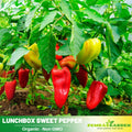 30 Seeds| Lunchbox Sweet Pepper Seeds – Heirloom, Non-GMO, Colorful Mini Peppers, Sweet Flavor, Crunchy Texture, Easy to Grow, High Yield Garden Vegetable, Perfect for Snacking, Salads, and Container Growing#7021