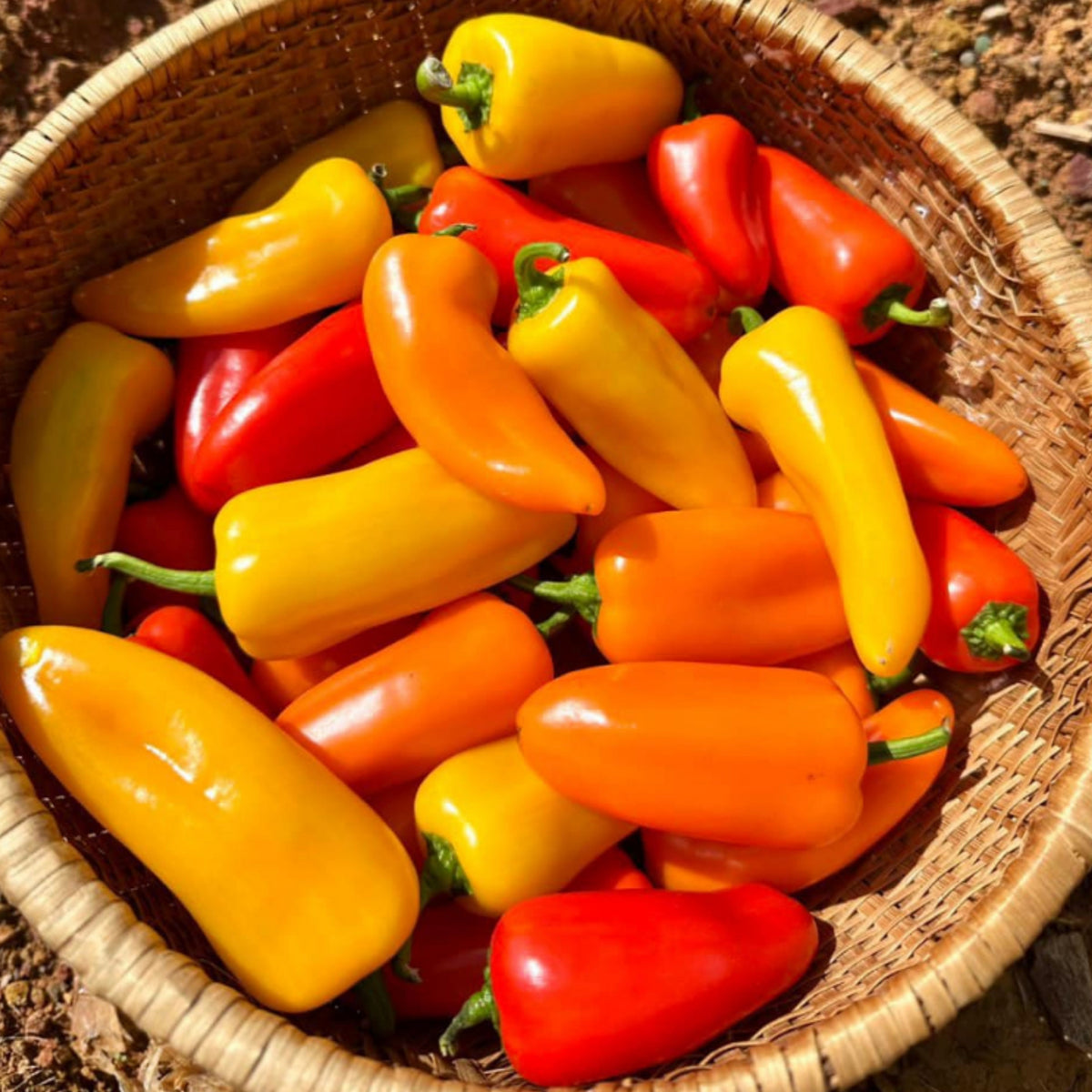 Lunchbox Sweet Pepper Seeds - Colorful Mini Peppers, 30 seeds