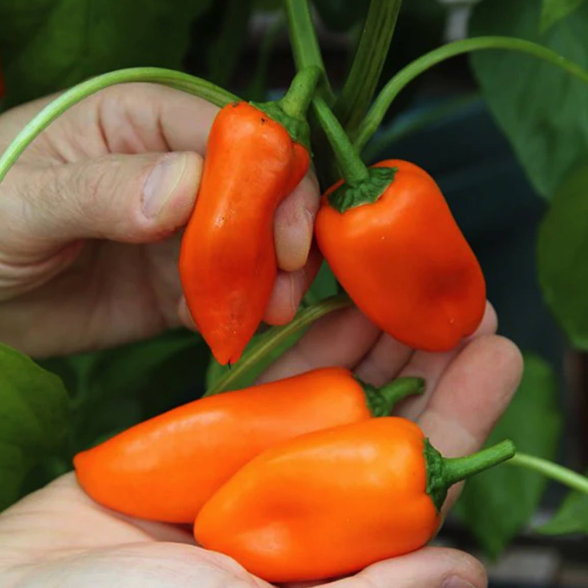 30 Seeds| Lunchbox Sweet Pepper Seeds – Heirloom, Non-GMO, Colorful Mini Peppers, Sweet Flavor, Crunchy Texture, Easy to Grow, High Yield Garden Vegetable, Perfect for Snacking, Salads, and Container Growing#7021