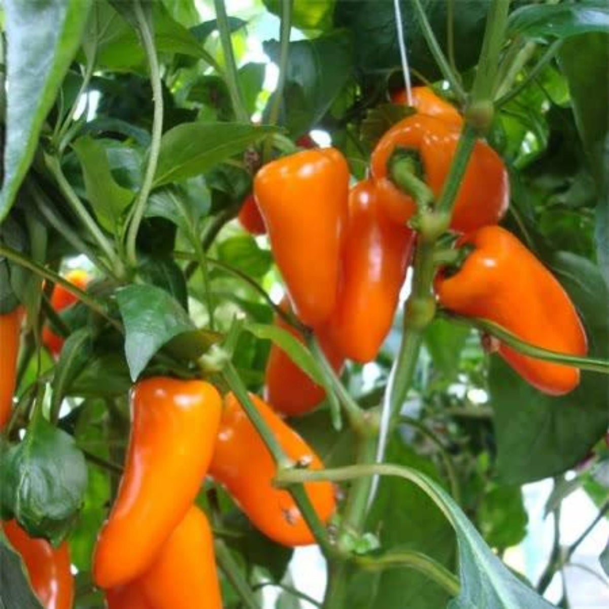 30 Seeds| Lunchbox Sweet Pepper Seeds – Heirloom, Non-GMO, Colorful Mini Peppers, Sweet Flavor, Crunchy Texture, Easy to Grow, High Yield Garden Vegetable, Perfect for Snacking, Salads, and Container Growing#7021