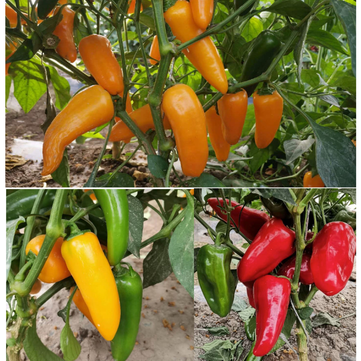 Lunchbox Sweet Pepper Seeds - Colorful Mini Peppers, 30 seeds