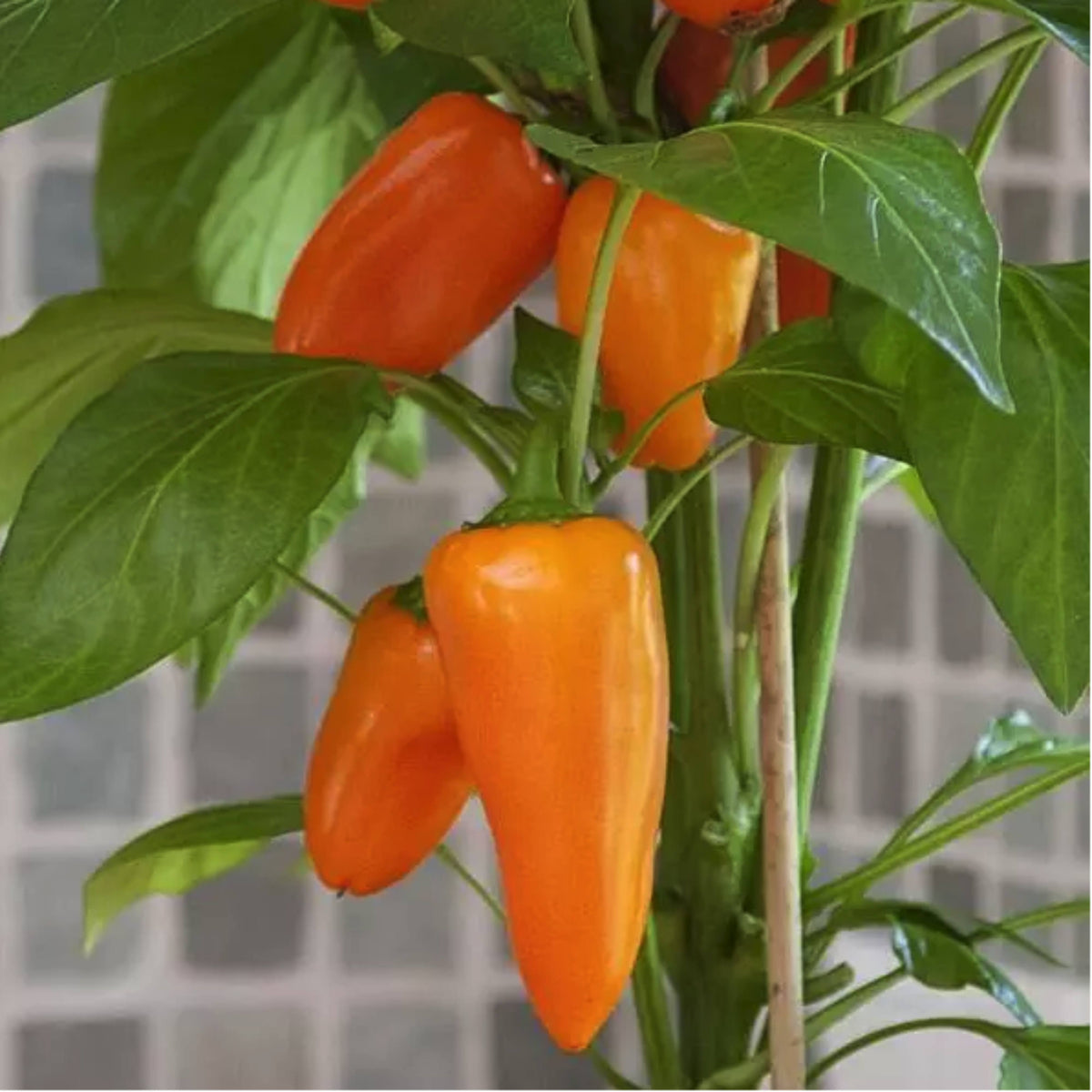 30 Seeds| Lunchbox Sweet Pepper Seeds – Heirloom, Non-GMO, Colorful Mini Peppers, Sweet Flavor, Crunchy Texture, Easy to Grow, High Yield Garden Vegetable, Perfect for Snacking, Salads, and Container Growing#7021