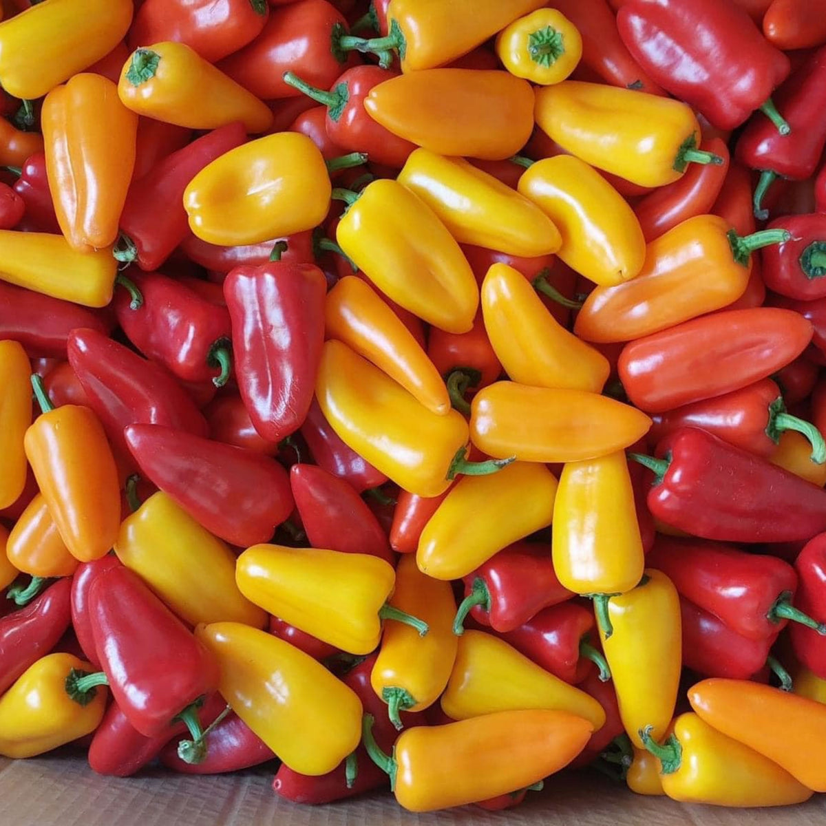 Lunchbox Sweet Pepper Seeds - Colorful Mini Peppers, 30 seeds