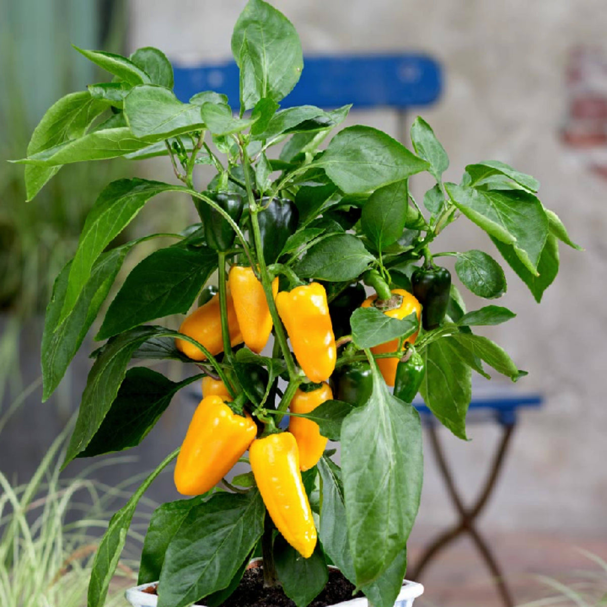 30 Seeds| Lunchbox Sweet Pepper Seeds – Heirloom, Non-GMO, Colorful Mini Peppers, Sweet Flavor, Crunchy Texture, Easy to Grow, High Yield Garden Vegetable, Perfect for Snacking, Salads, and Container Growing#7021