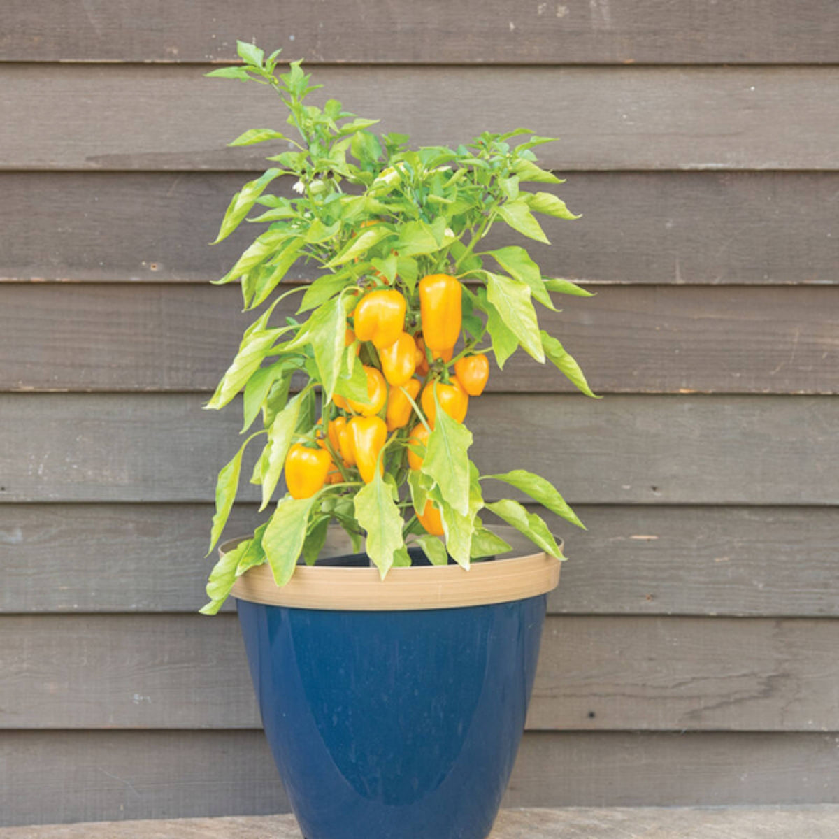 30 Seeds| Lunchbox Sweet Pepper Seeds – Heirloom, Non-GMO, Colorful Mini Peppers, Sweet Flavor, Crunchy Texture, Easy to Grow, High Yield Garden Vegetable, Perfect for Snacking, Salads, and Container Growing#7021