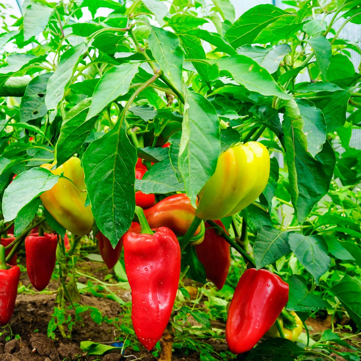 Lunchbox Sweet Pepper Seeds - Colorful Mini Peppers, 30 seeds