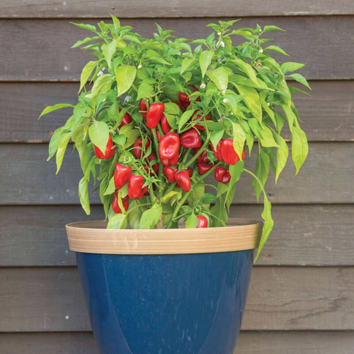 30 Seeds| Lunchbox Sweet Pepper Seeds – Heirloom, Non-GMO, Colorful Mini Peppers, Sweet Flavor, Crunchy Texture, Easy to Grow, High Yield Garden Vegetable, Perfect for Snacking, Salads, and Container Growing#7021