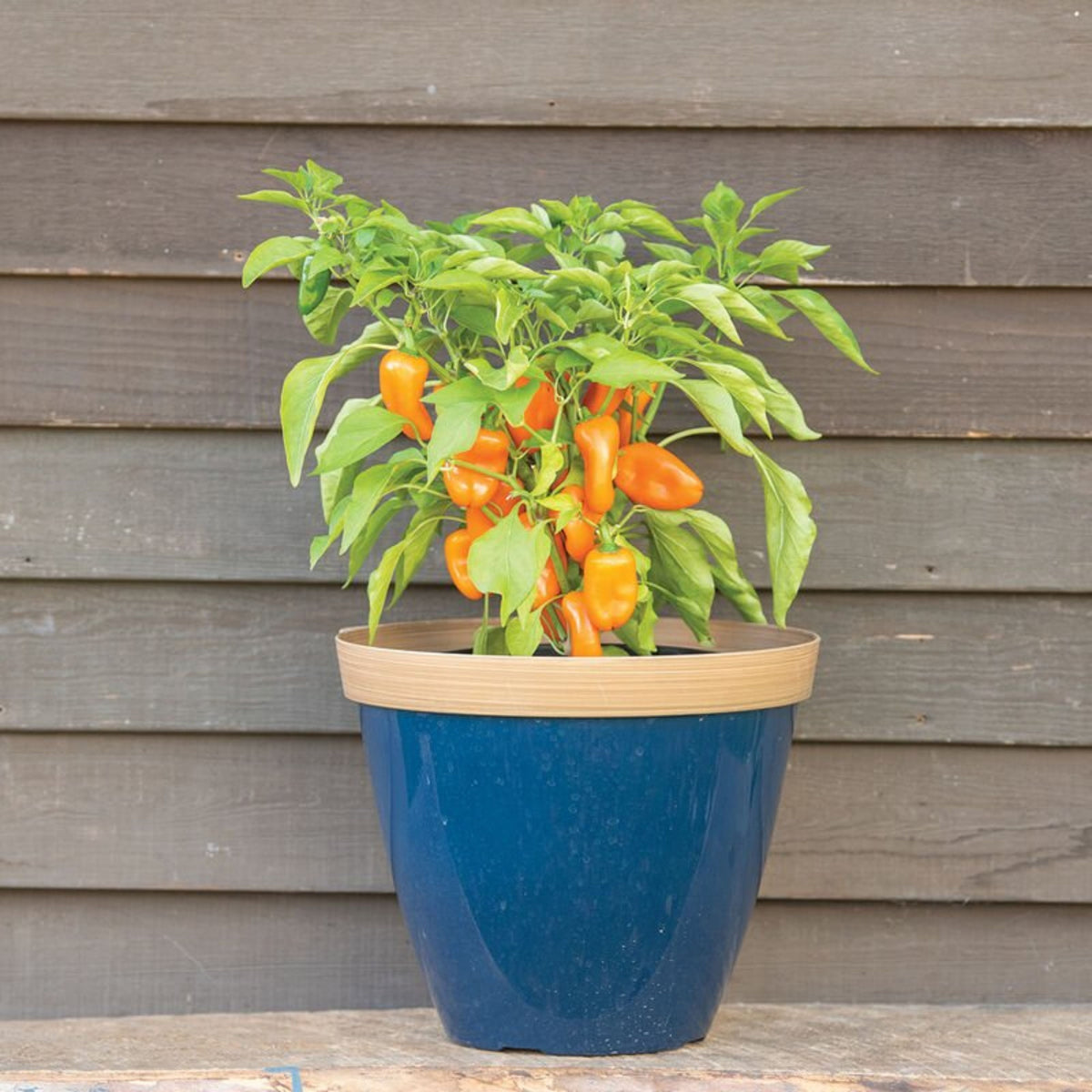 Lunchbox Sweet Pepper Seeds - Colorful Mini Peppers, 30 seeds