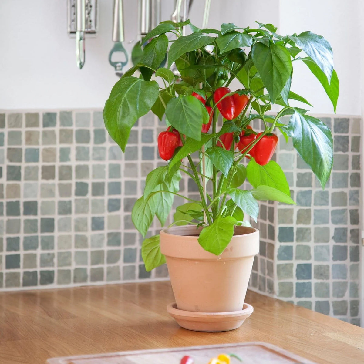 Lunchbox Sweet Pepper Seeds - Colorful Mini Peppers, 30 seeds