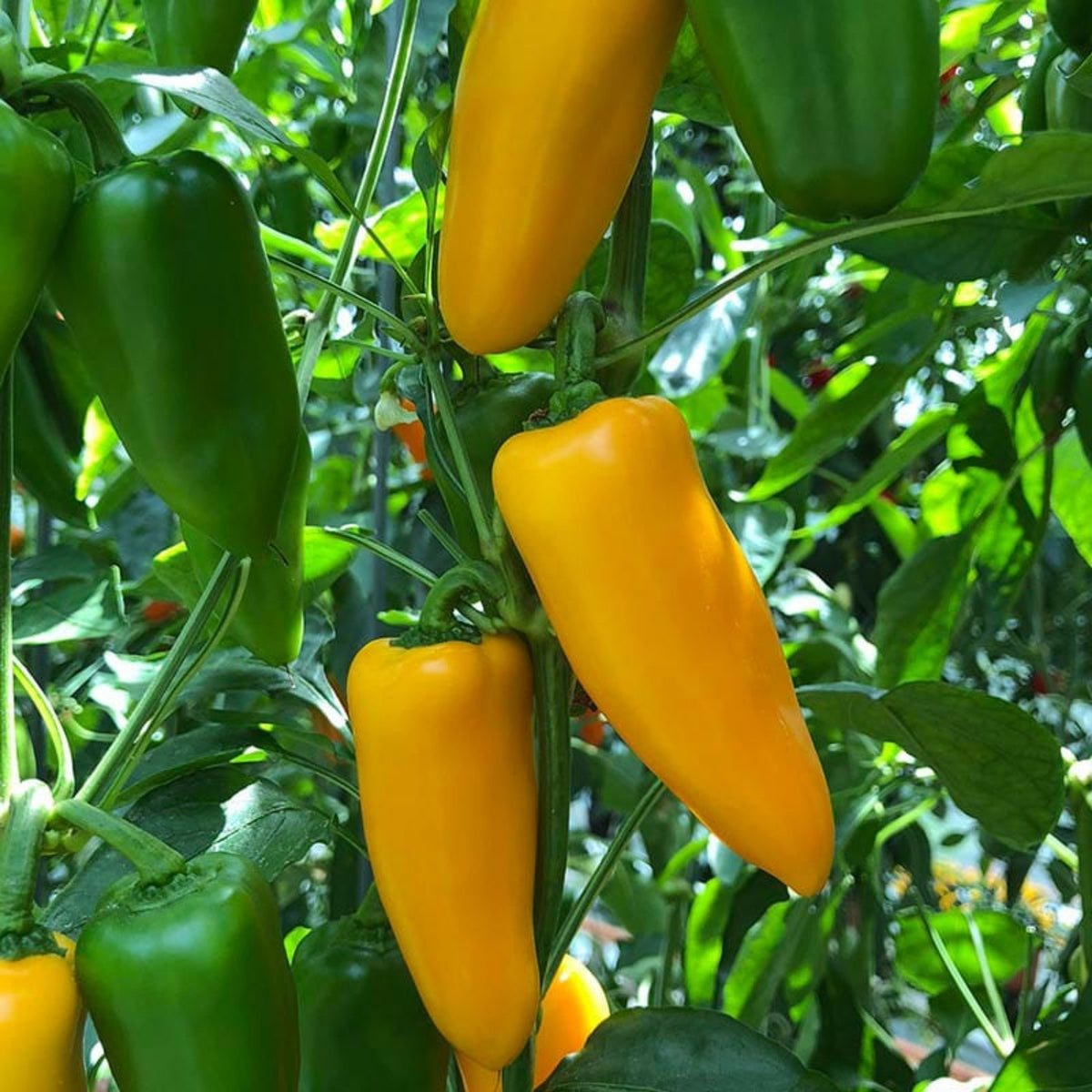 Lunchbox Sweet Pepper Seeds - Colorful Mini Peppers, 30 seeds