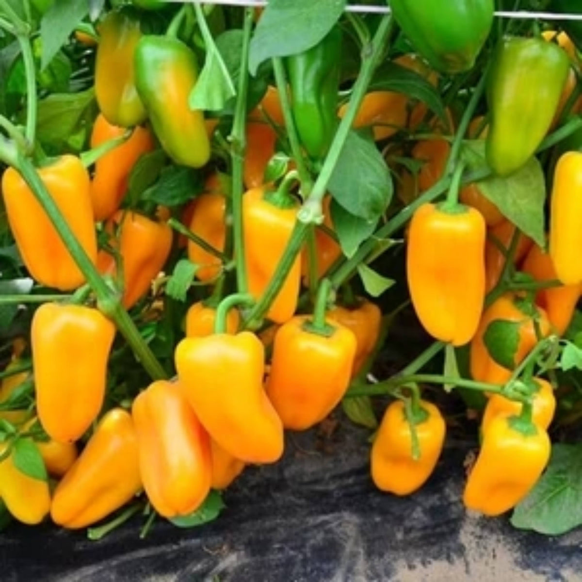 30 Seeds| Lunchbox Sweet Pepper Seeds – Heirloom, Non-GMO, Colorful Mini Peppers, Sweet Flavor, Crunchy Texture, Easy to Grow, High Yield Garden Vegetable, Perfect for Snacking, Salads, and Container Growing#7021