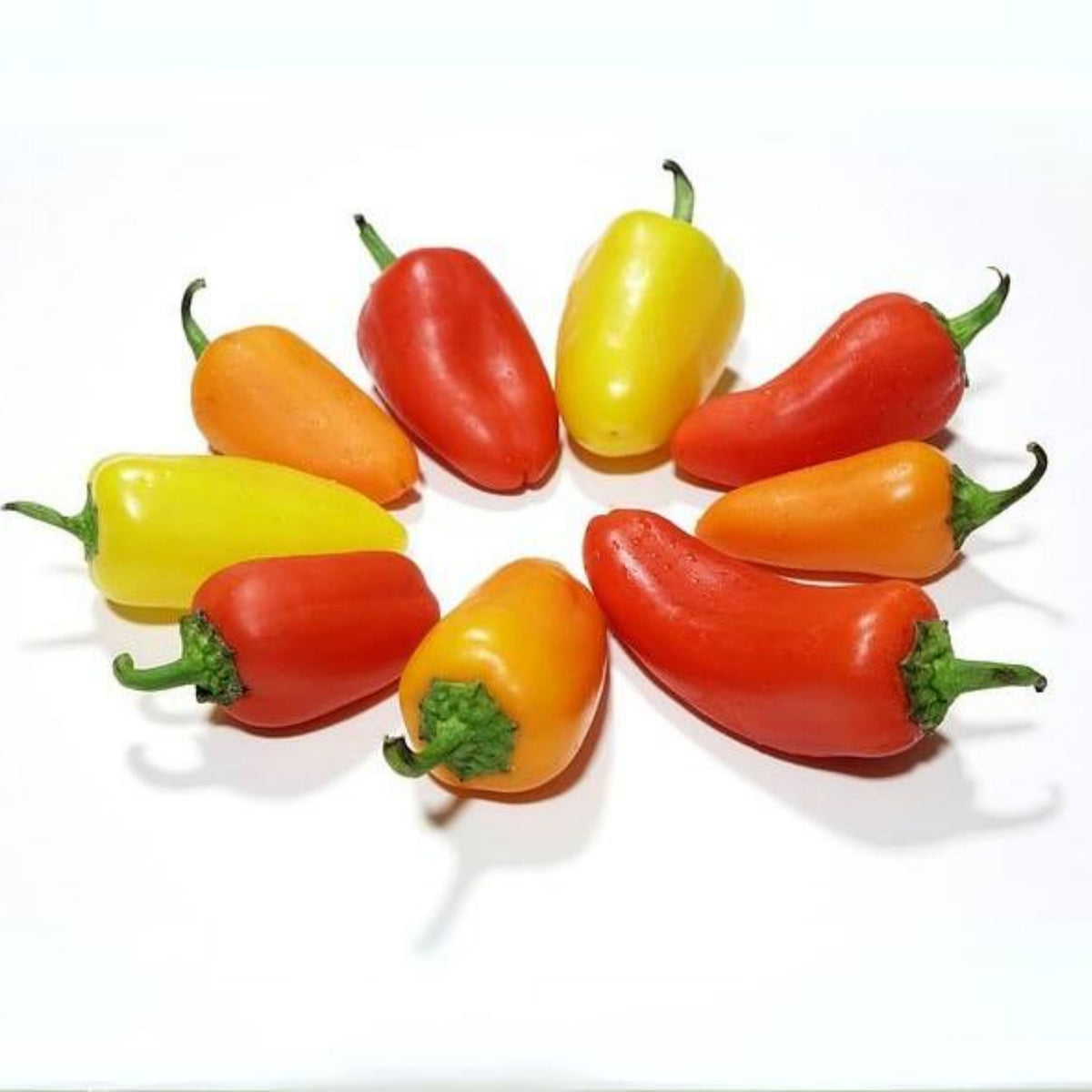 Lunchbox Sweet Pepper Seeds - Colorful Mini Peppers, 30 seeds