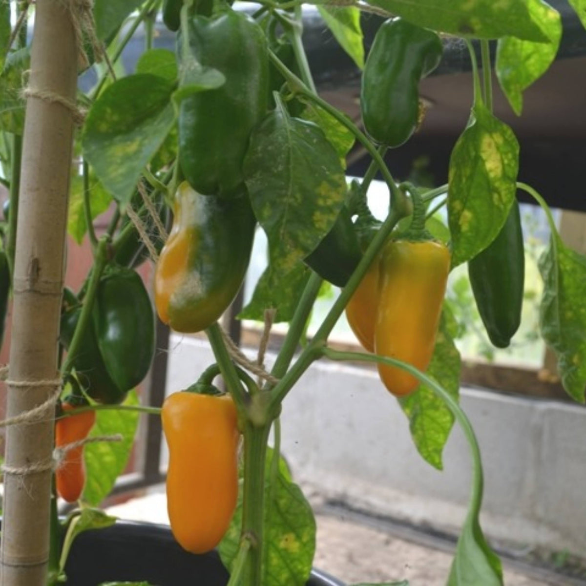 30 Seeds| Lunchbox Sweet Pepper Seeds – Heirloom, Non-GMO, Colorful Mini Peppers, Sweet Flavor, Crunchy Texture, Easy to Grow, High Yield Garden Vegetable, Perfect for Snacking, Salads, and Container Growing#7021