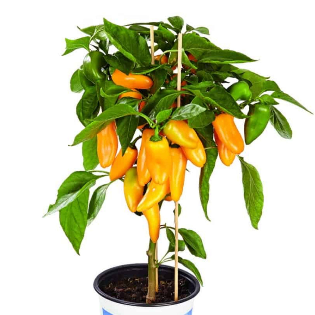 Lunchbox Sweet Pepper Seeds - Colorful Mini Peppers, 30 seeds