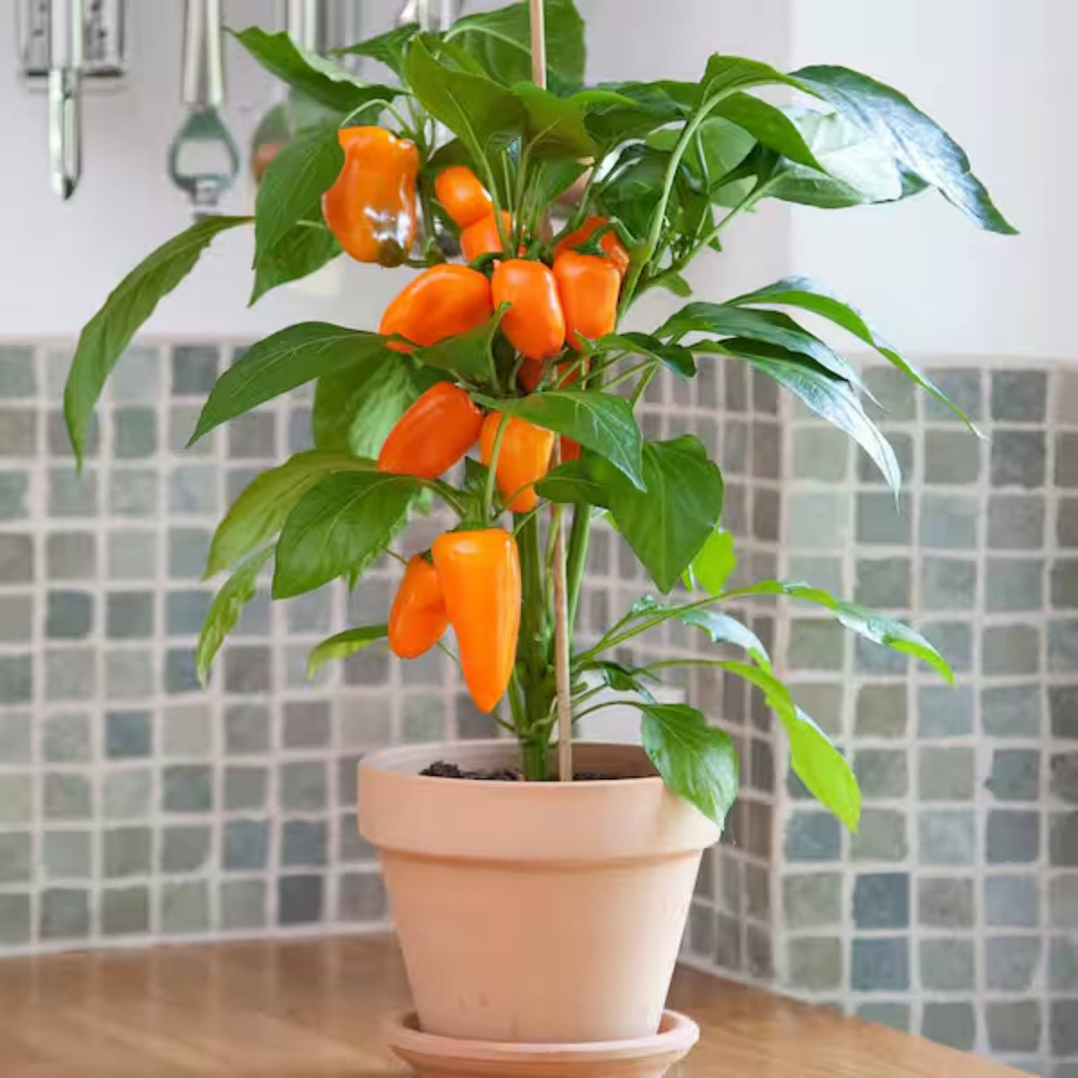 30 Seeds| Lunchbox Sweet Pepper Seeds – Heirloom, Non-GMO, Colorful Mini Peppers, Sweet Flavor, Crunchy Texture, Easy to Grow, High Yield Garden Vegetable, Perfect for Snacking, Salads, and Container Growing#7021