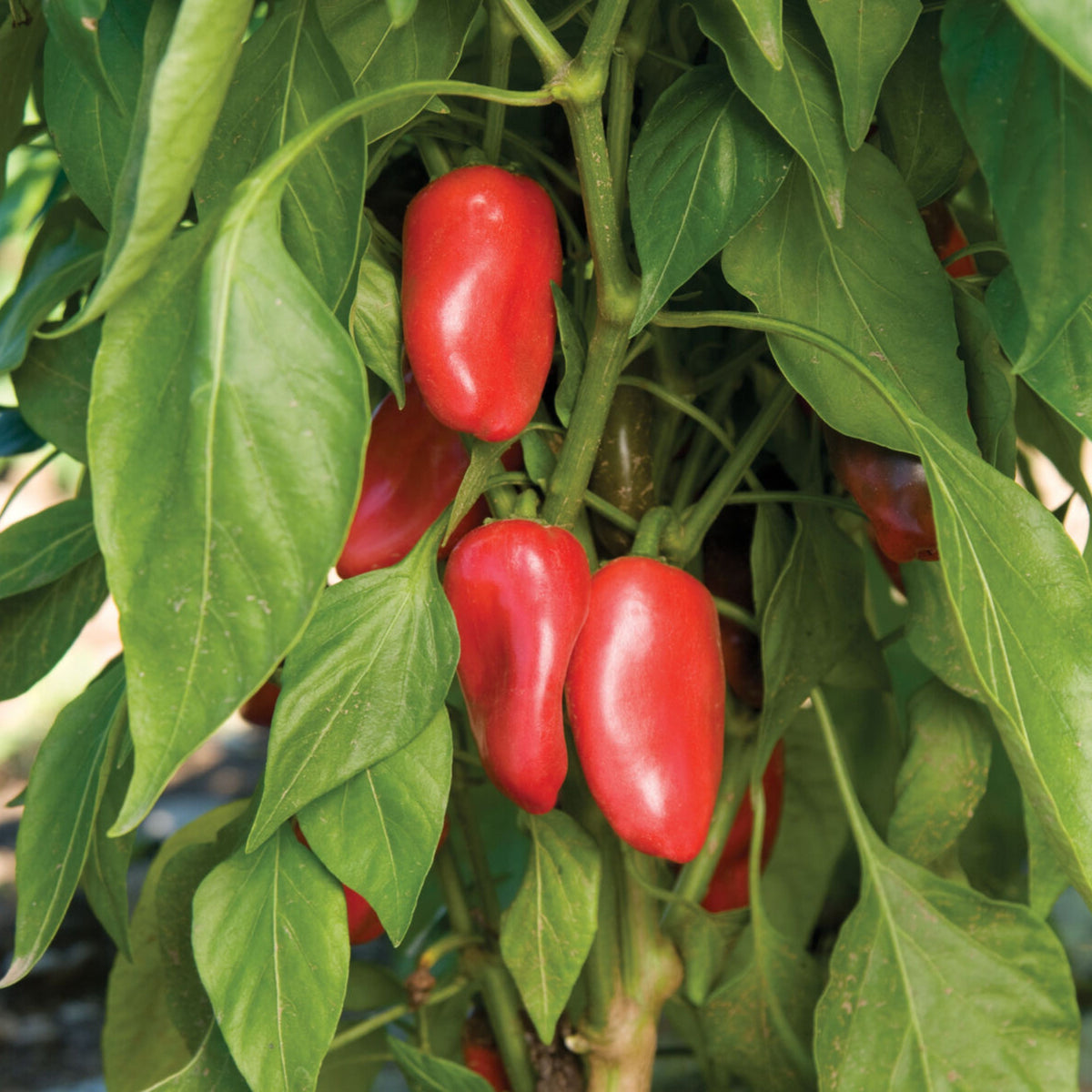 Lunchbox Sweet Pepper Seeds - Mini Size, Sweet Flavor, 30 seeds
