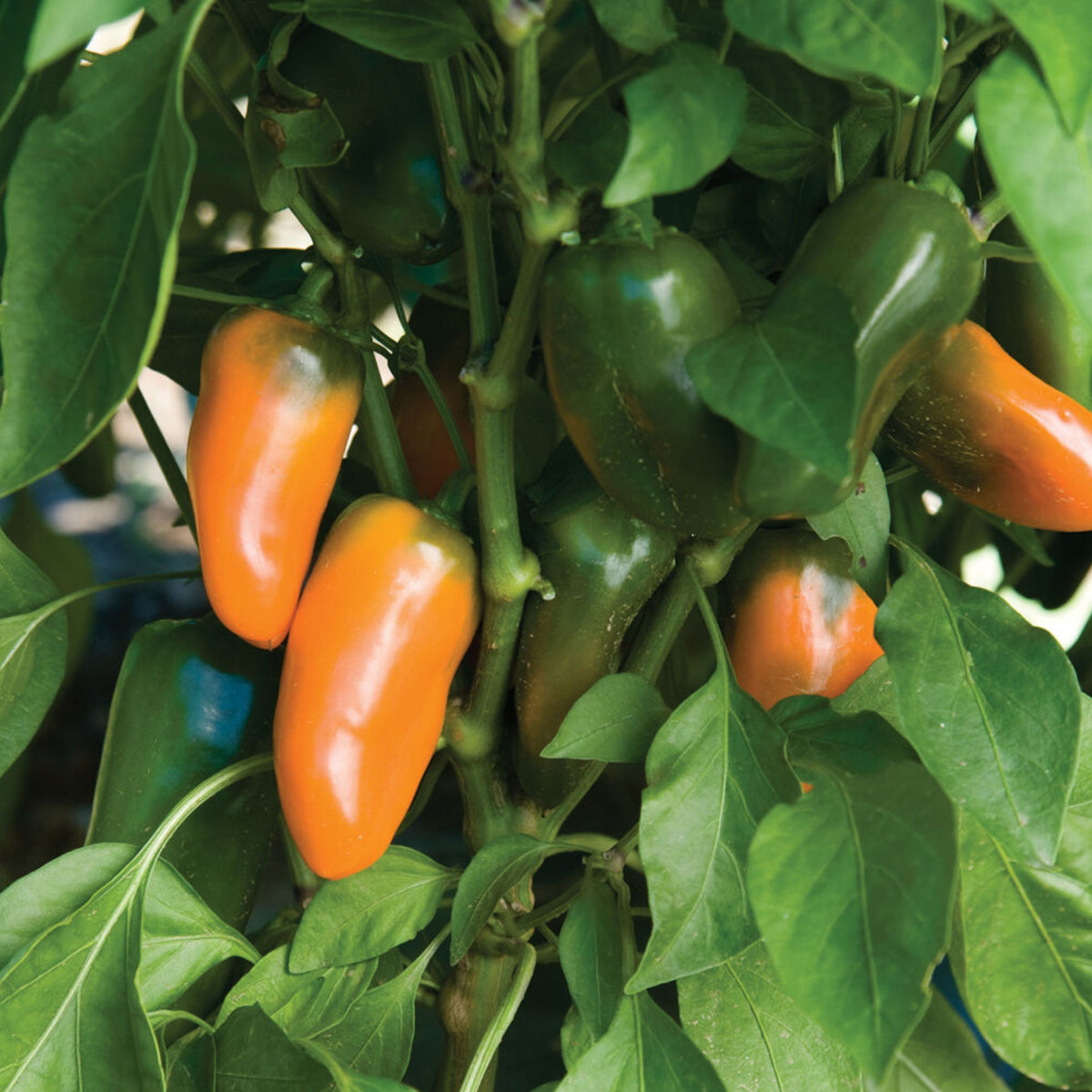 Lunchbox Sweet Pepper Seeds - Mini Size, Sweet Flavor, 30 seeds