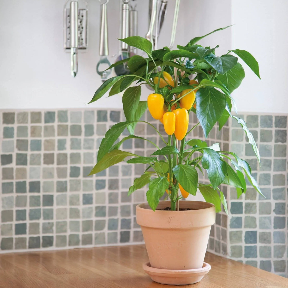 30 Seeds| Lunchbox Sweet Pepper Seeds – Heirloom, Non-GMO, Colorful Mini Peppers, Sweet Flavor, Crunchy Texture, Easy to Grow, High Yield Garden Vegetable, Perfect for Snacking, Salads, and Container Growing#7021