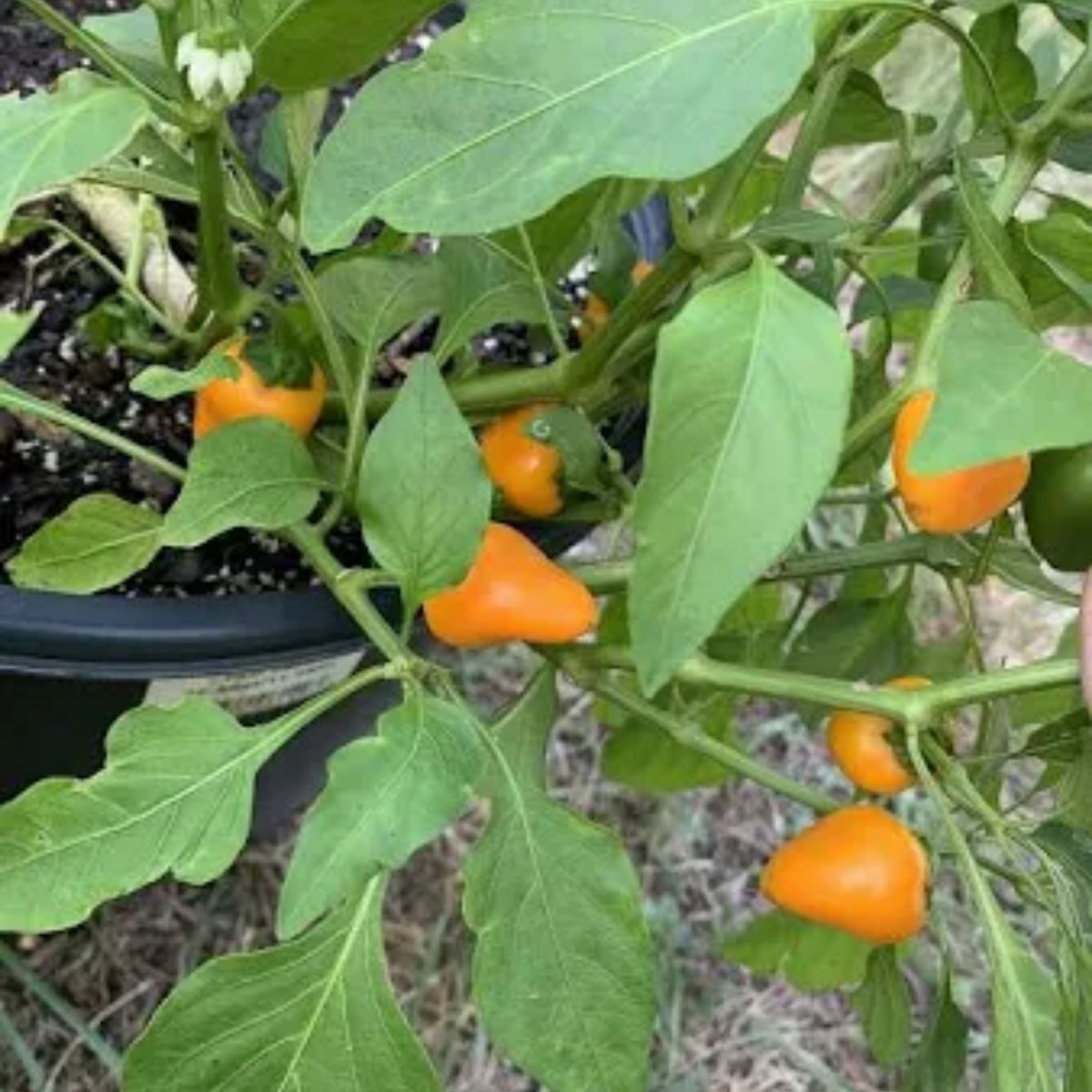 Lunchbox Sweet Pepper Seeds - Mini Size, Sweet Flavor, 30 seeds