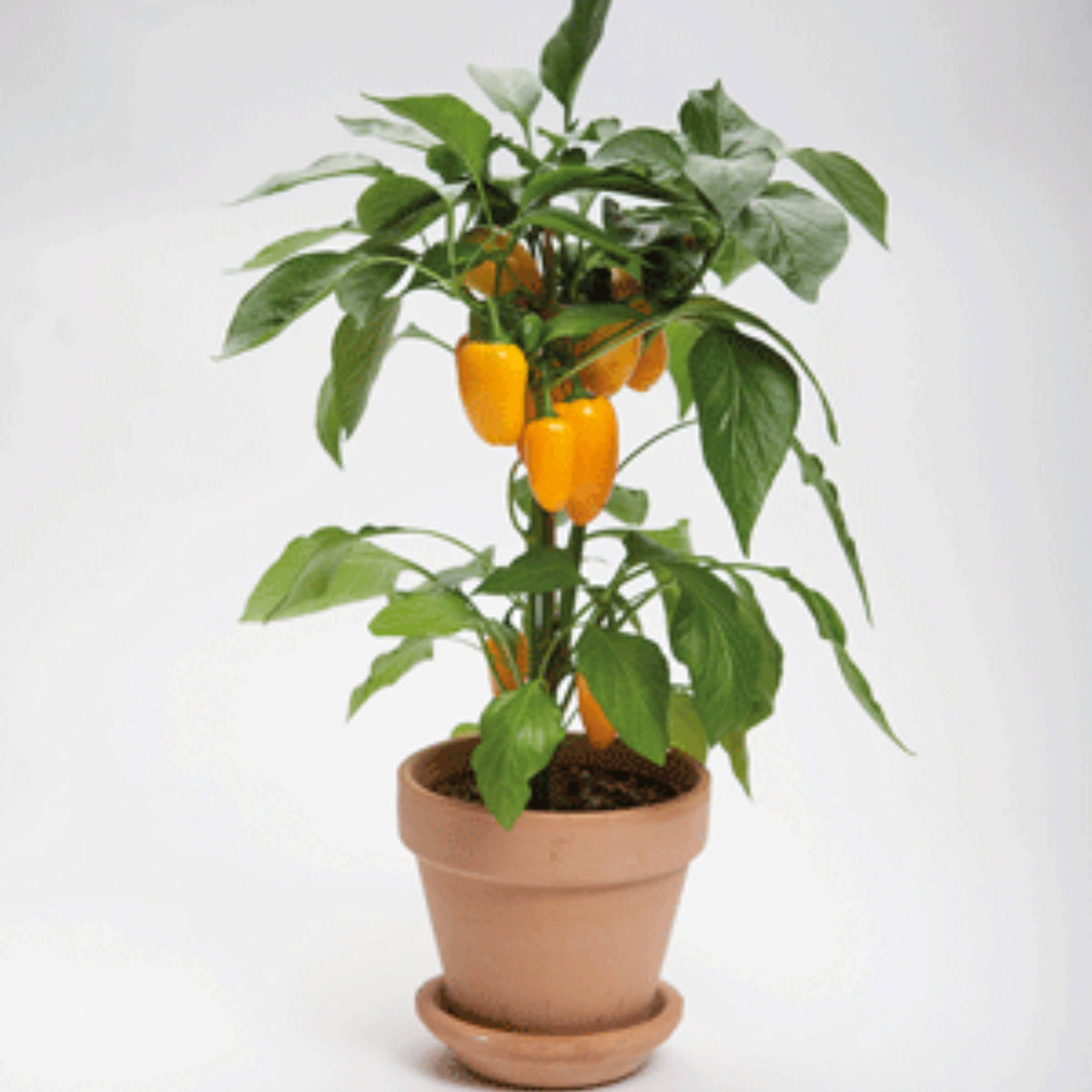 30 Seeds| Lunchbox Sweet Pepper Seeds – Heirloom, Non-GMO, Colorful Mini Peppers, Sweet Flavor, Crunchy Texture, Easy to Grow, High Yield Garden Vegetable, Perfect for Snacking, Salads, and Container Growing#7021