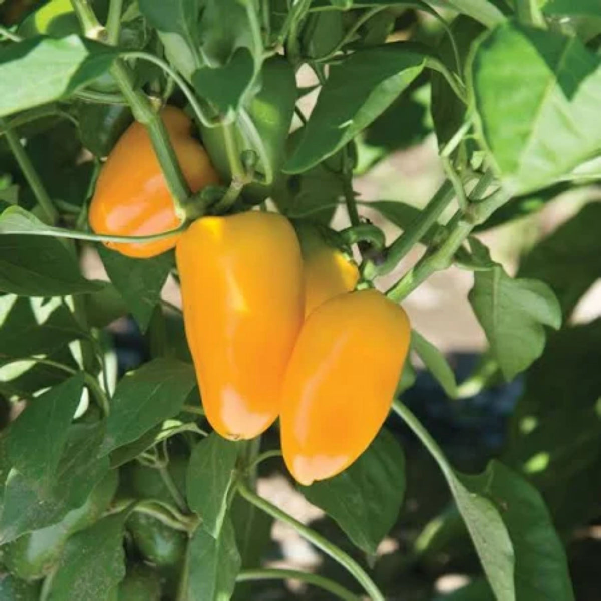 Lunchbox Sweet Pepper Seeds - Mini Size, Sweet Flavor, 30 seeds