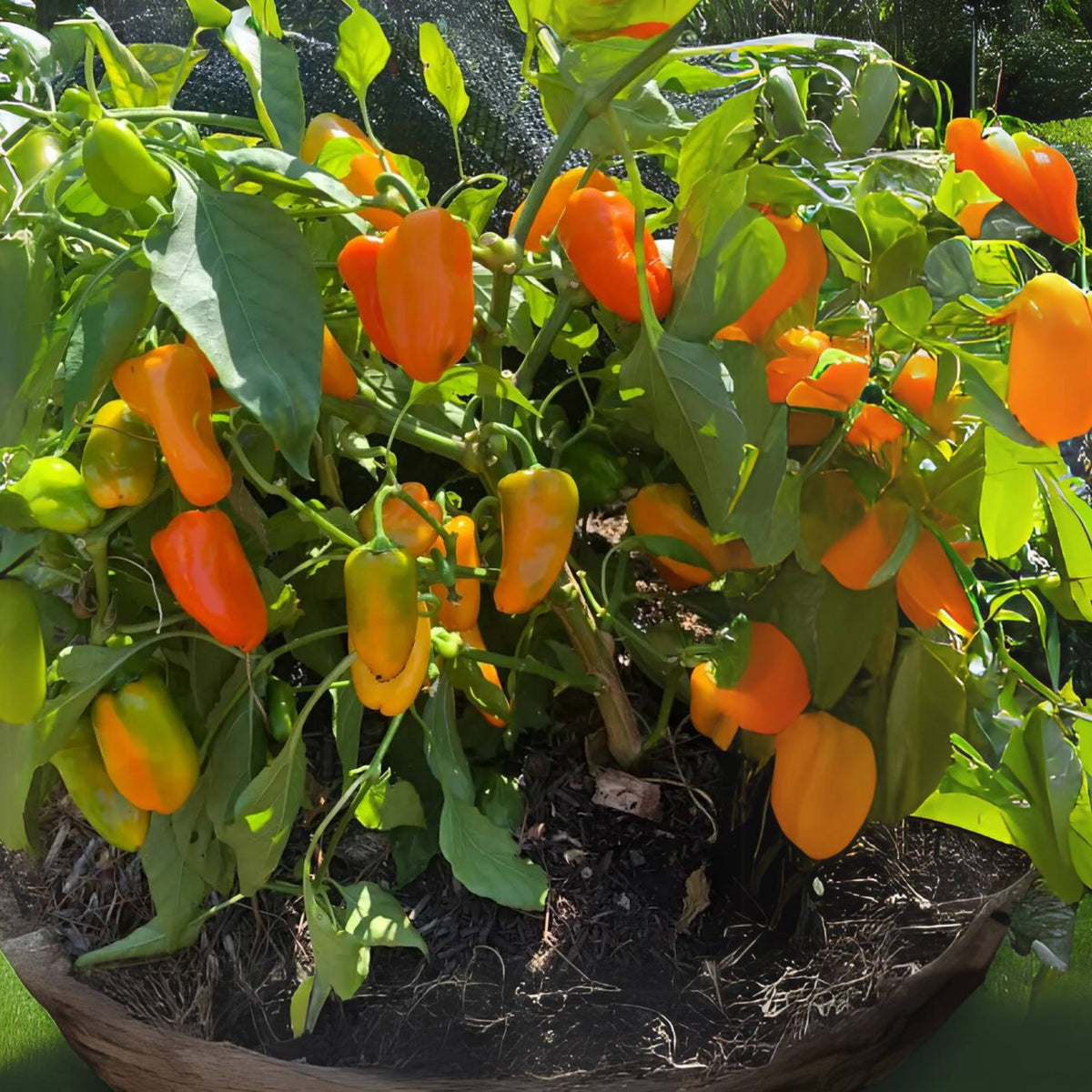 30 Seeds| Lunchbox Sweet Pepper Seeds – Heirloom, Non-GMO, Colorful Mini Peppers, Sweet Flavor, Crunchy Texture, Easy to Grow, High Yield Garden Vegetable, Perfect for Snacking, Salads, and Container Growing#7021