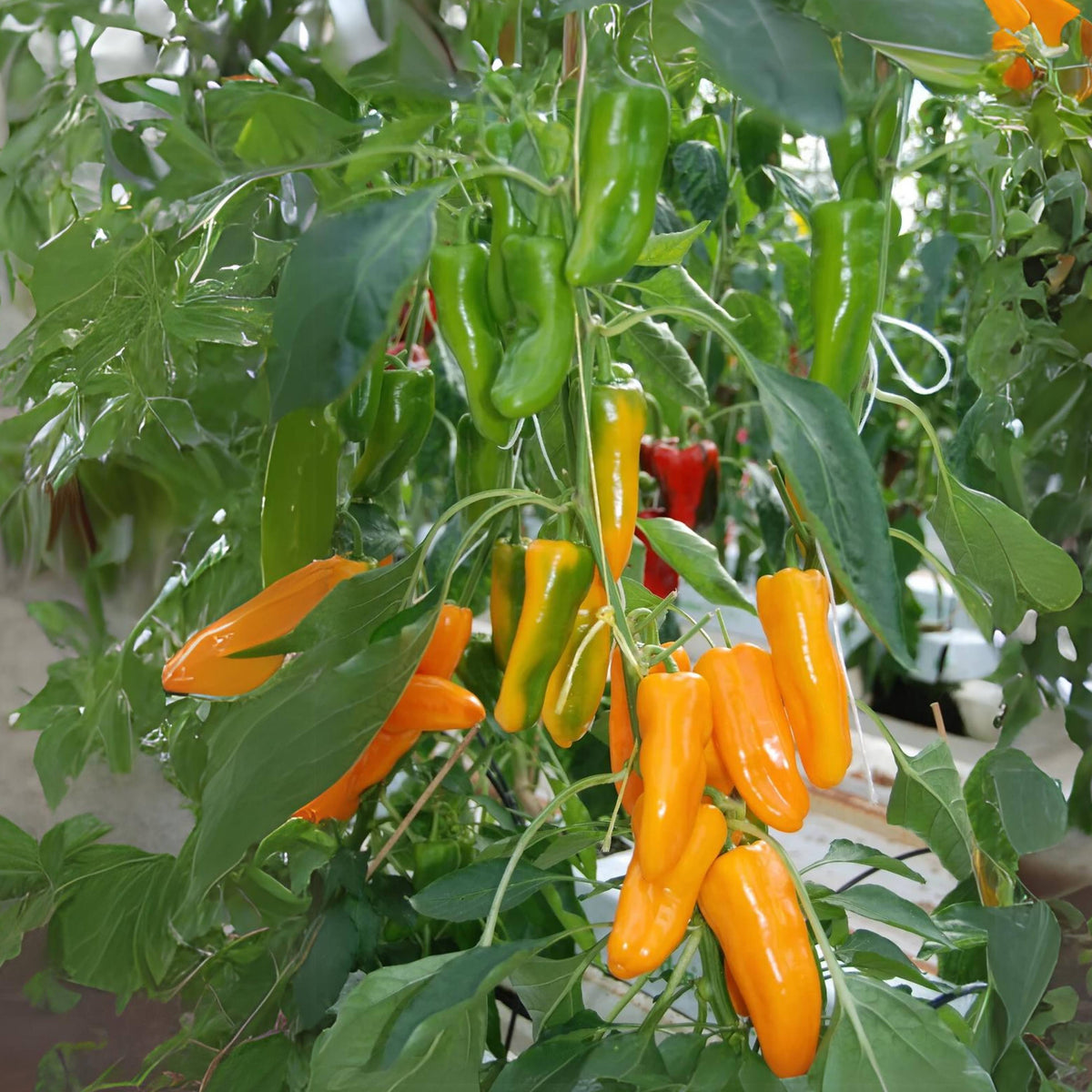 30 Seeds| Lunchbox Sweet Pepper Seeds – Heirloom, Non-GMO, Colorful Mini Peppers, Sweet Flavor, Crunchy Texture, Easy to Grow, High Yield Garden Vegetable, Perfect for Snacking, Salads, and Container Growing#7021