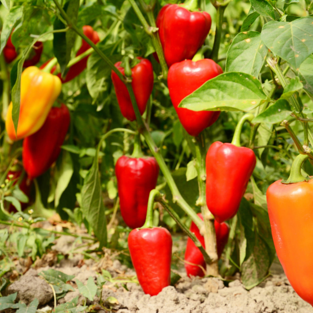 30 Seeds| Lunchbox Sweet Pepper Seeds - Heirloom – Non-GMO – Mini Size – Sweet Flavor – Crunchy – Easy to Grow – High Yield – Container Friendly – Garden to Table – Perfect for Snacking#7021