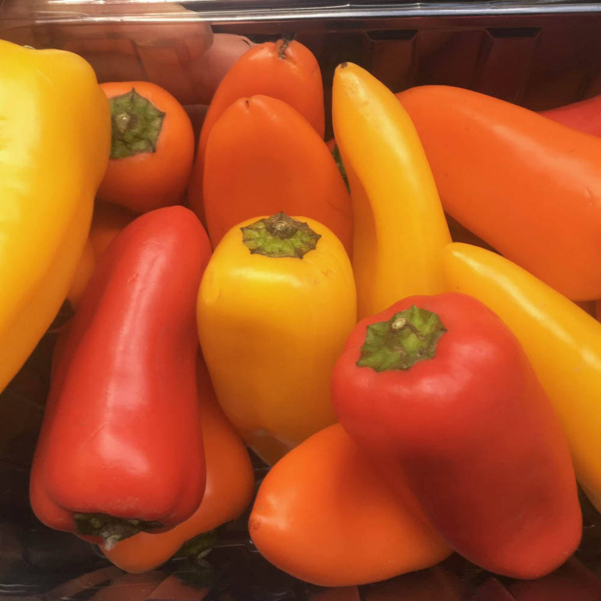 30 Seeds| Lunchbox Sweet Pepper Seeds – Heirloom, Non-GMO, Colorful Mini Peppers, Sweet Flavor, Crunchy Texture, Easy to Grow, High Yield Garden Vegetable, Perfect for Snacking, Salads, and Container Growing#7021
