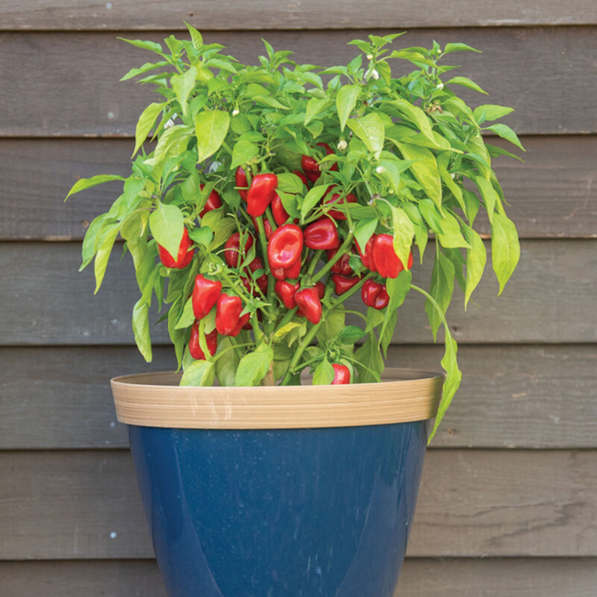 Lunchbox Sweet Pepper Seeds - Colorful Mini Peppers, 30 seeds