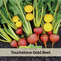 30 Seeds| Touchstone Gold Beet Seeds- Heirloom – Non-GMO – Golden Flesh – Sweet Flavor – Tender Greens – Quick Harvest – Easy to Grow – Spring & Fall – Fresh Eating – Garden to Table#7022