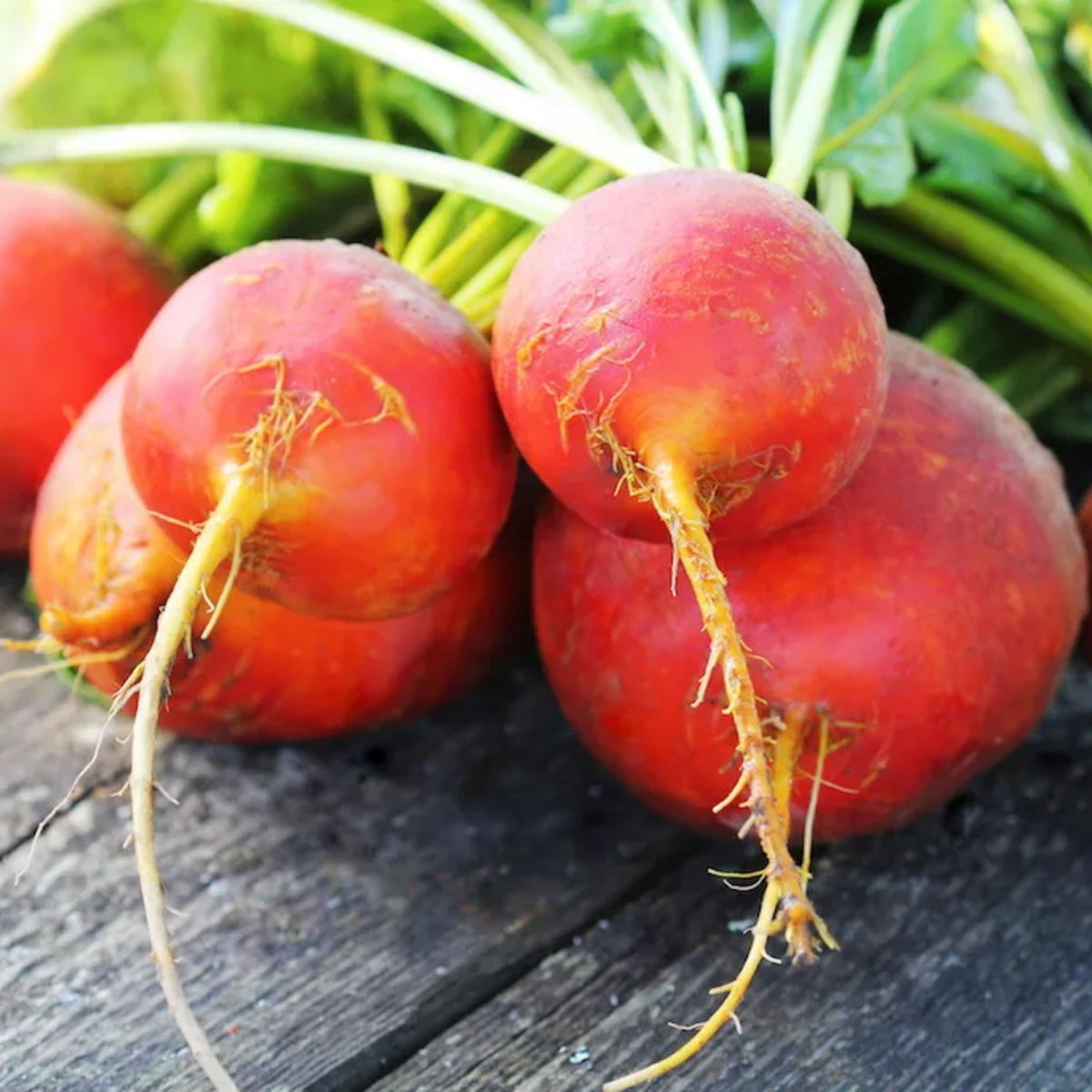 Touchstone Gold Beet Seeds - Golden Beets with Sweet Flavor, 30 seeds