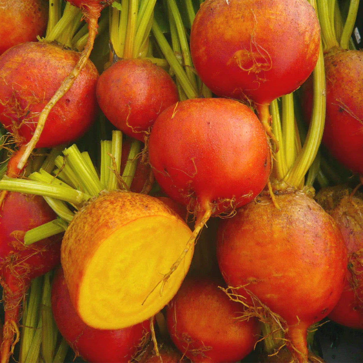 Touchstone Gold Beet Seeds - Golden Beets with Sweet Flavor, 30 seeds