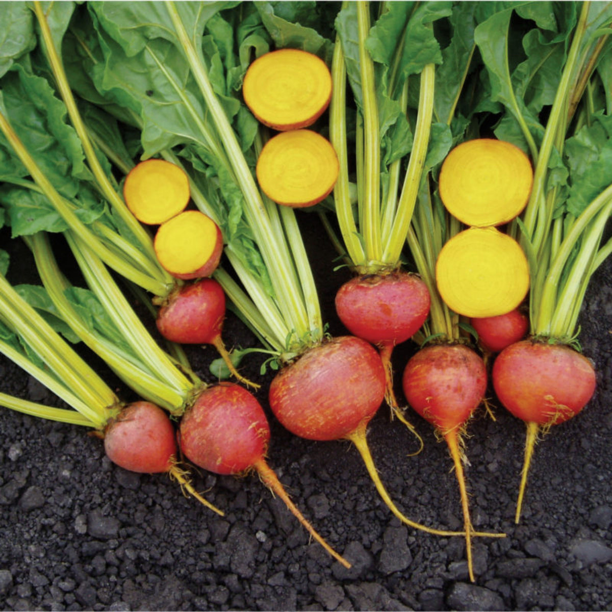 Touchstone Gold Beet Seeds - Golden Beets with Sweet Flavor, 30 seeds