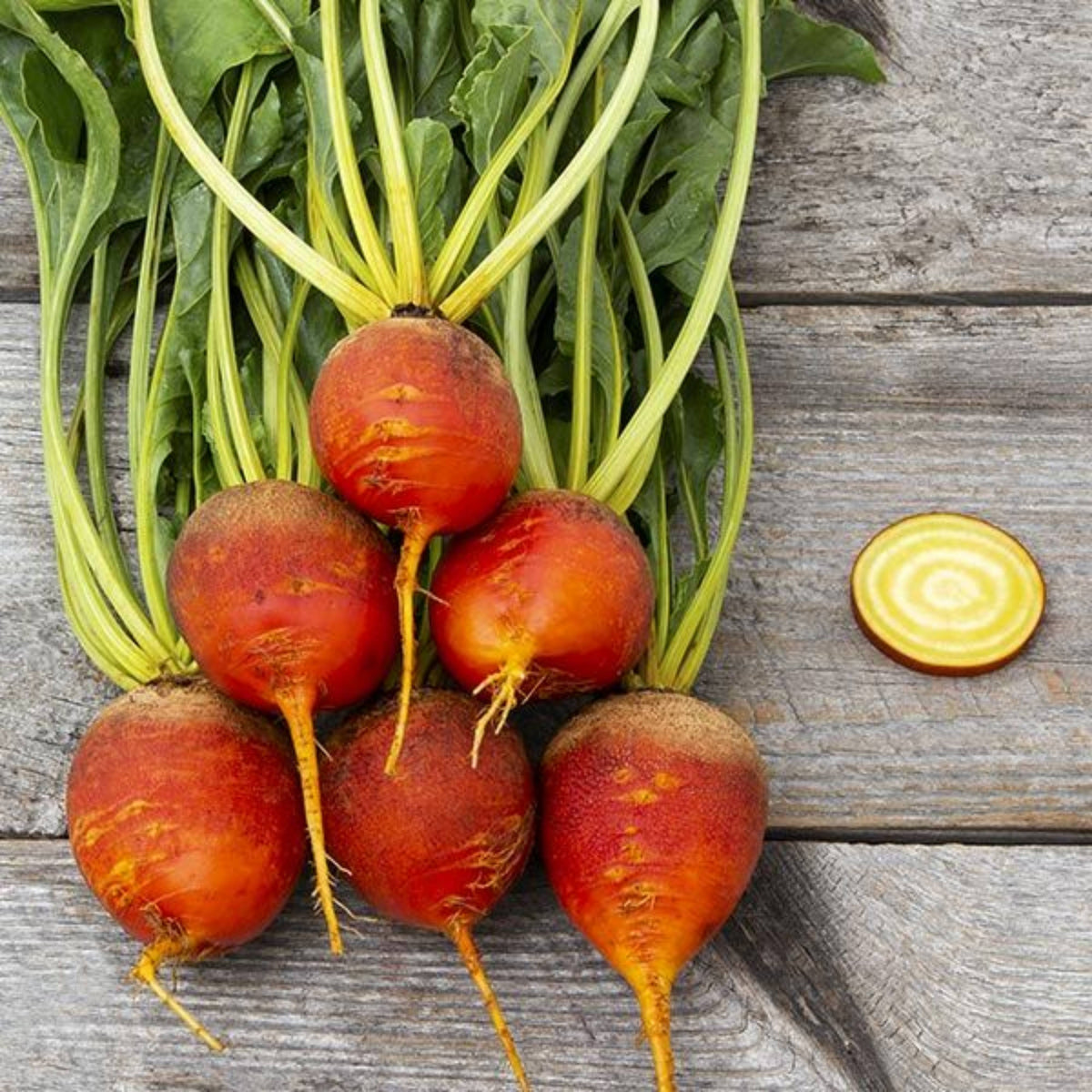 Touchstone Gold Beet Seeds - Golden Beets with Sweet Flavor, 30 seeds