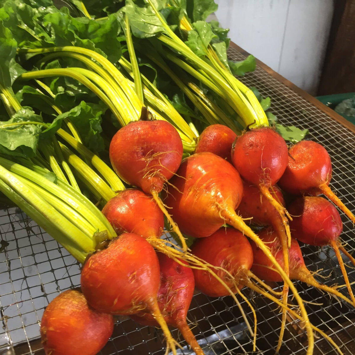 Touchstone Gold Beet Seeds - Golden Beets with Sweet Flavor, 30 seeds