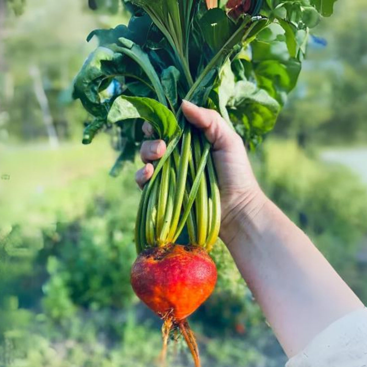 Touchstone Gold Beet Seeds - Golden Beets with Sweet Flavor, 30 seeds